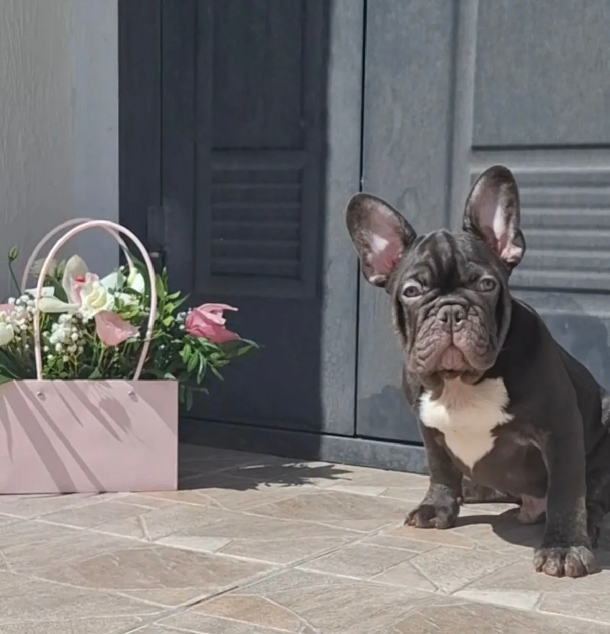 Fetiță albastră – Buldog Francez, câini Chișinău – foto 2