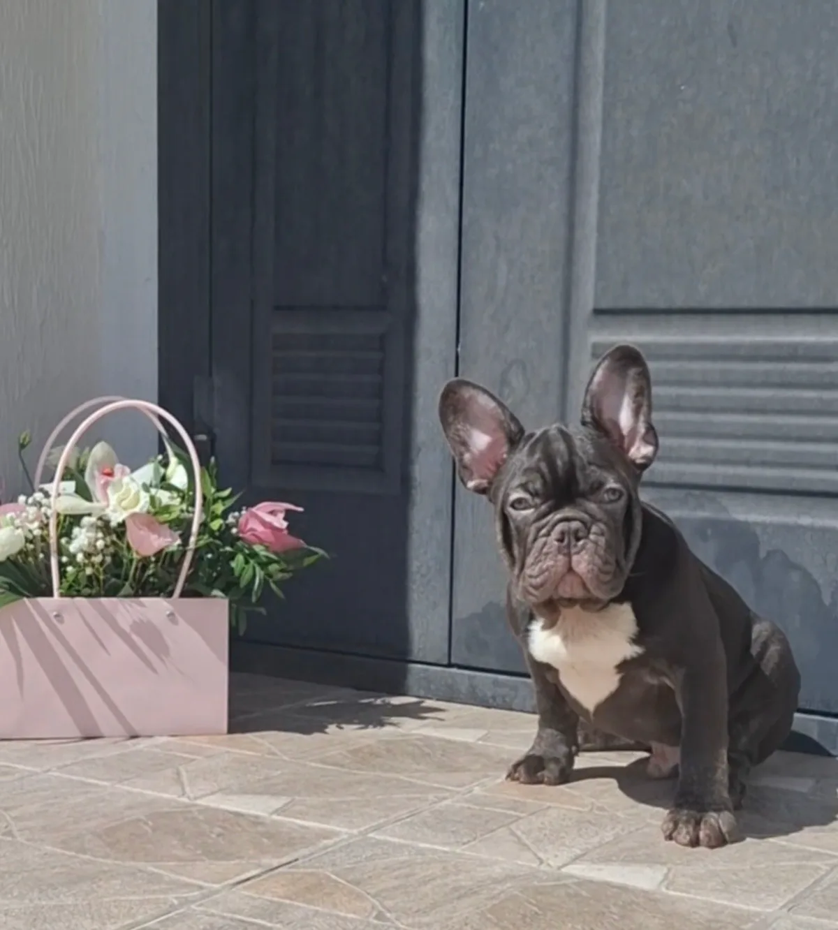 Fetiță albastră – Buldog Francez, câini Chișinău – foto 3