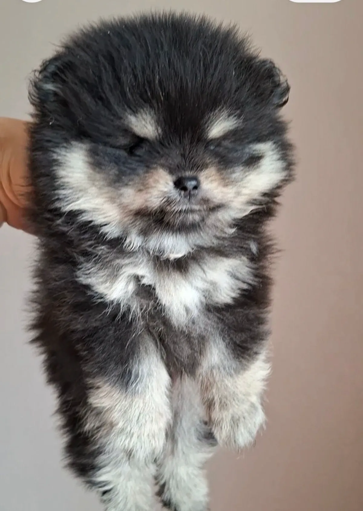 Чёрно-подпалая девочка – Померанский шпиц, собаки Кишинёв – фото 4
