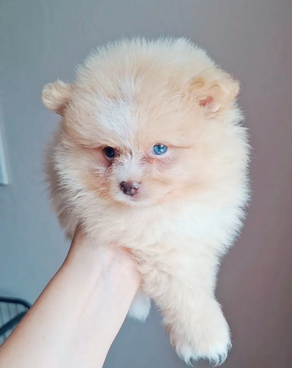 Băiețel crem – Pomeranian, câini Chișinău – foto 2