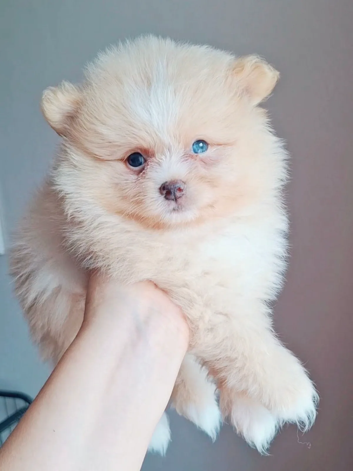 Băiețel crem – Pomeranian, câini Chișinău – foto 3