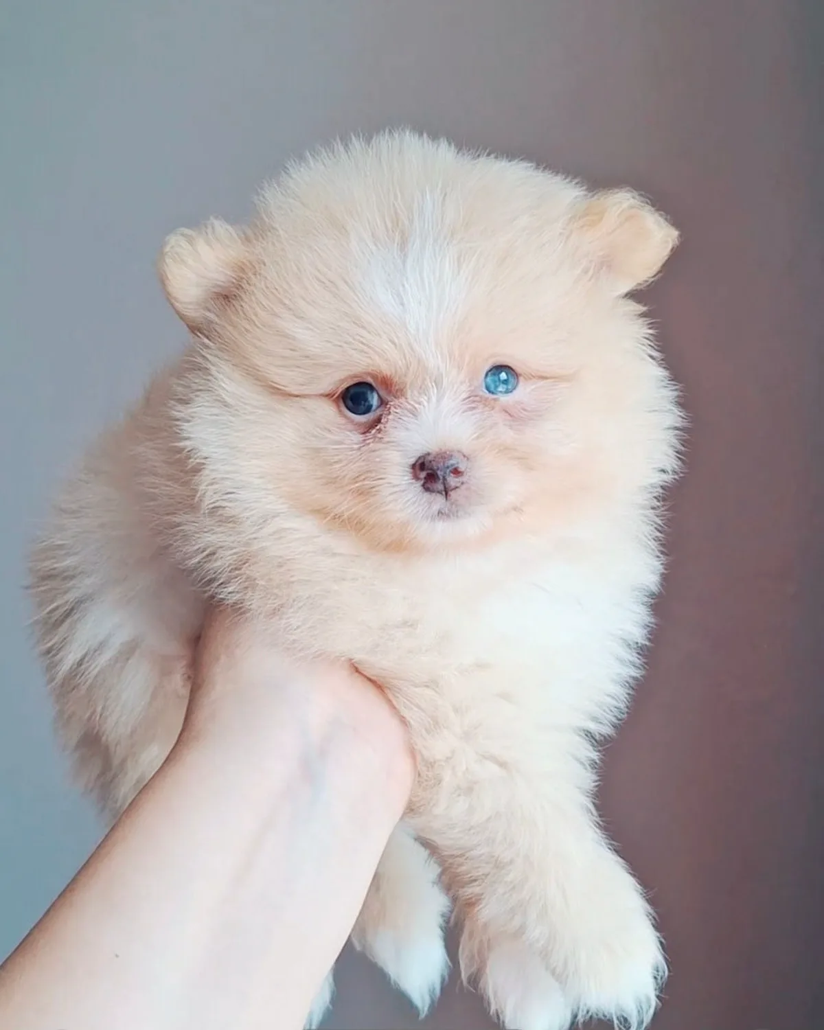 Băiețel crem – Pomeranian, câini Chișinău – foto 4