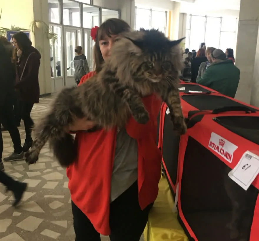 Tata, Maine Coon