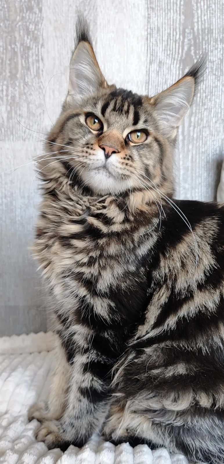 Kalipso – Maine Coon