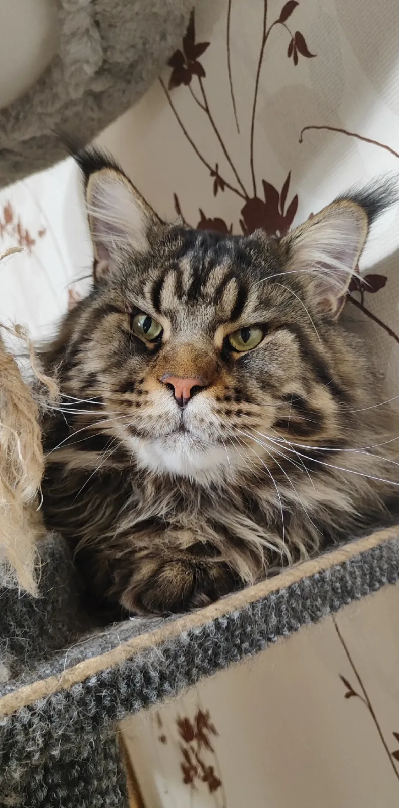 Kalipso – Мейн-кун, кошки Кишинёв – фото 4