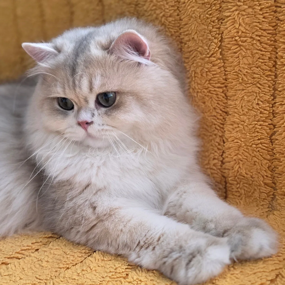 Британская длинношёрстная, серебристая шиншилла – Британская кошка