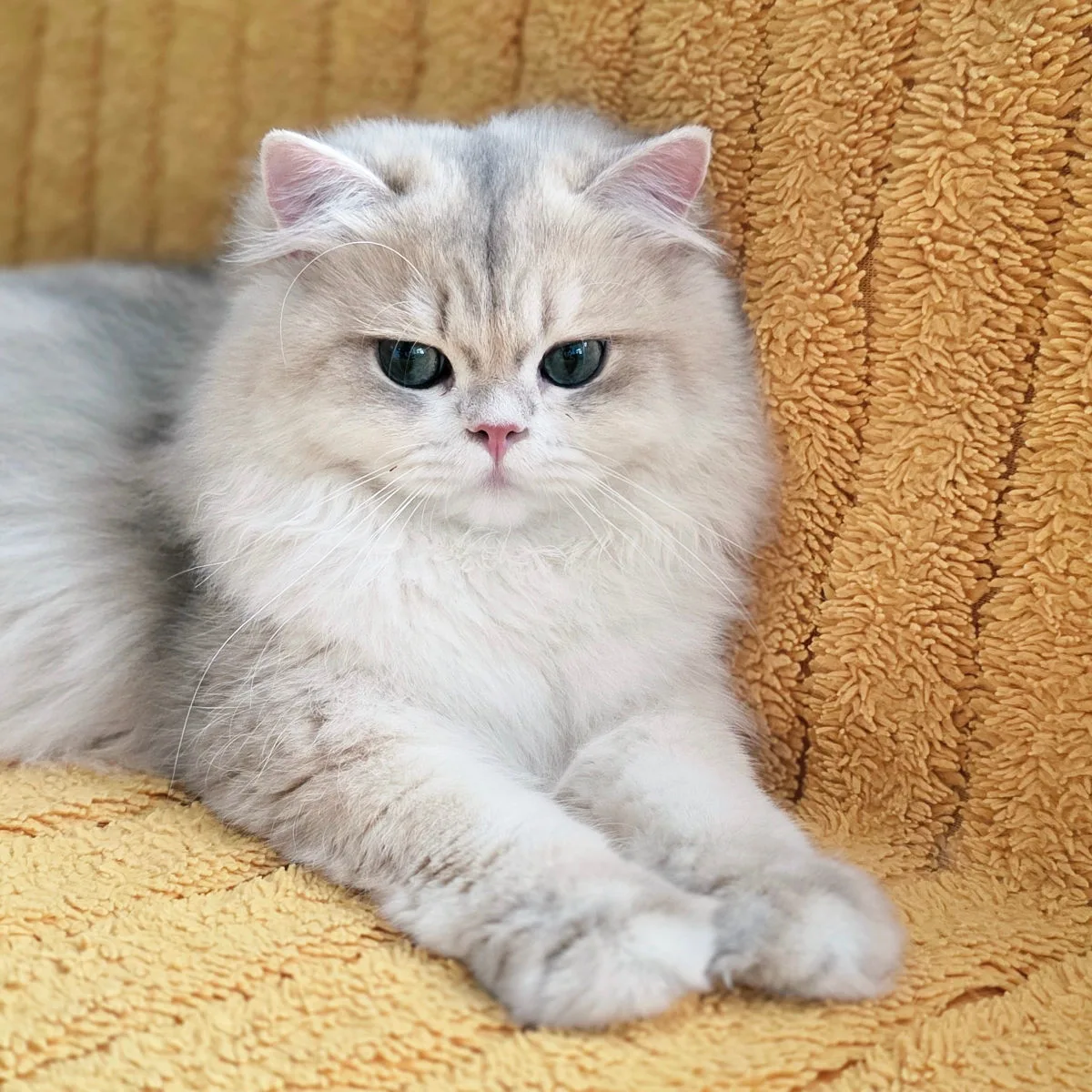 Британская длинношёрстная, серебристая шиншилла – Британская кошка, кошки Кишинёв – фото 2