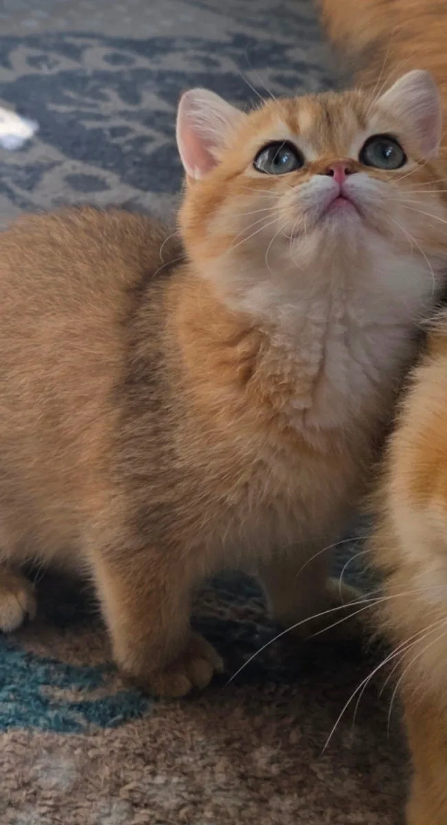 British Shorthair, fetiță aurie – British Shorthair, pisici Chișinău – foto 4