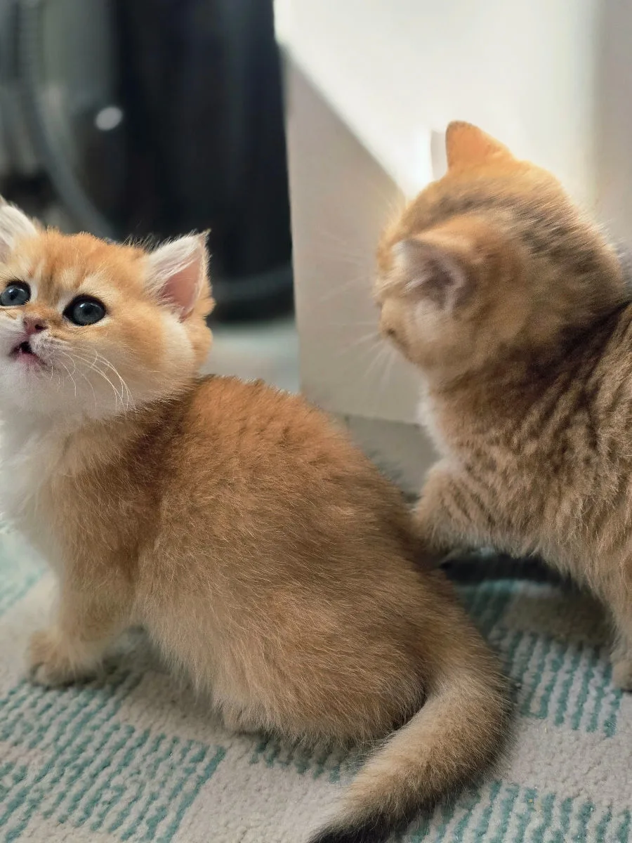 British Shorthair, fetiță aurie – British Shorthair, pisici Chișinău – foto 5