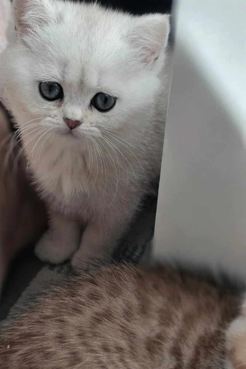 Британская короткошёрстная, серебристая шиншилла – Британская кошка, кошки Кишинёв – фото 2