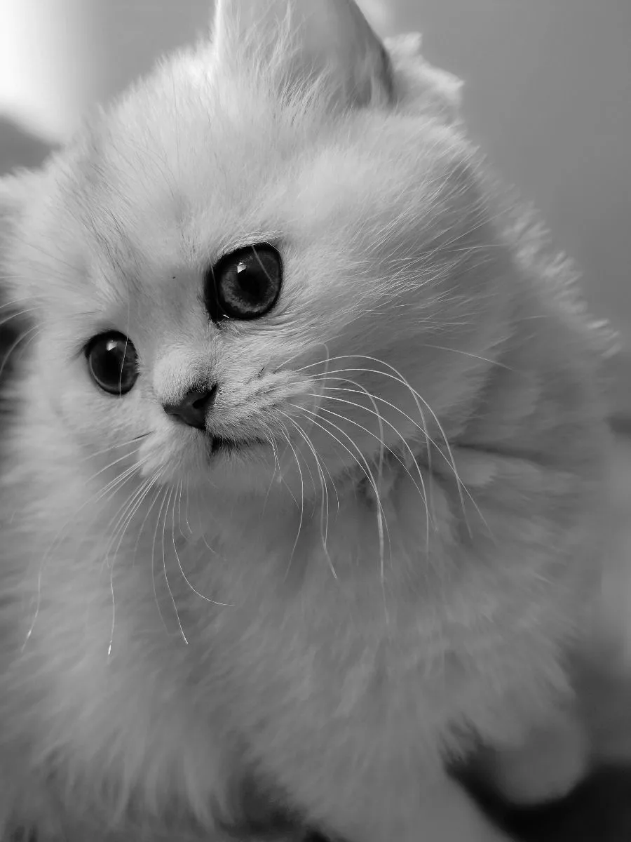 Британская короткошёрстная, серебристая шиншилла – Британская кошка, кошки Кишинёв – фото 3