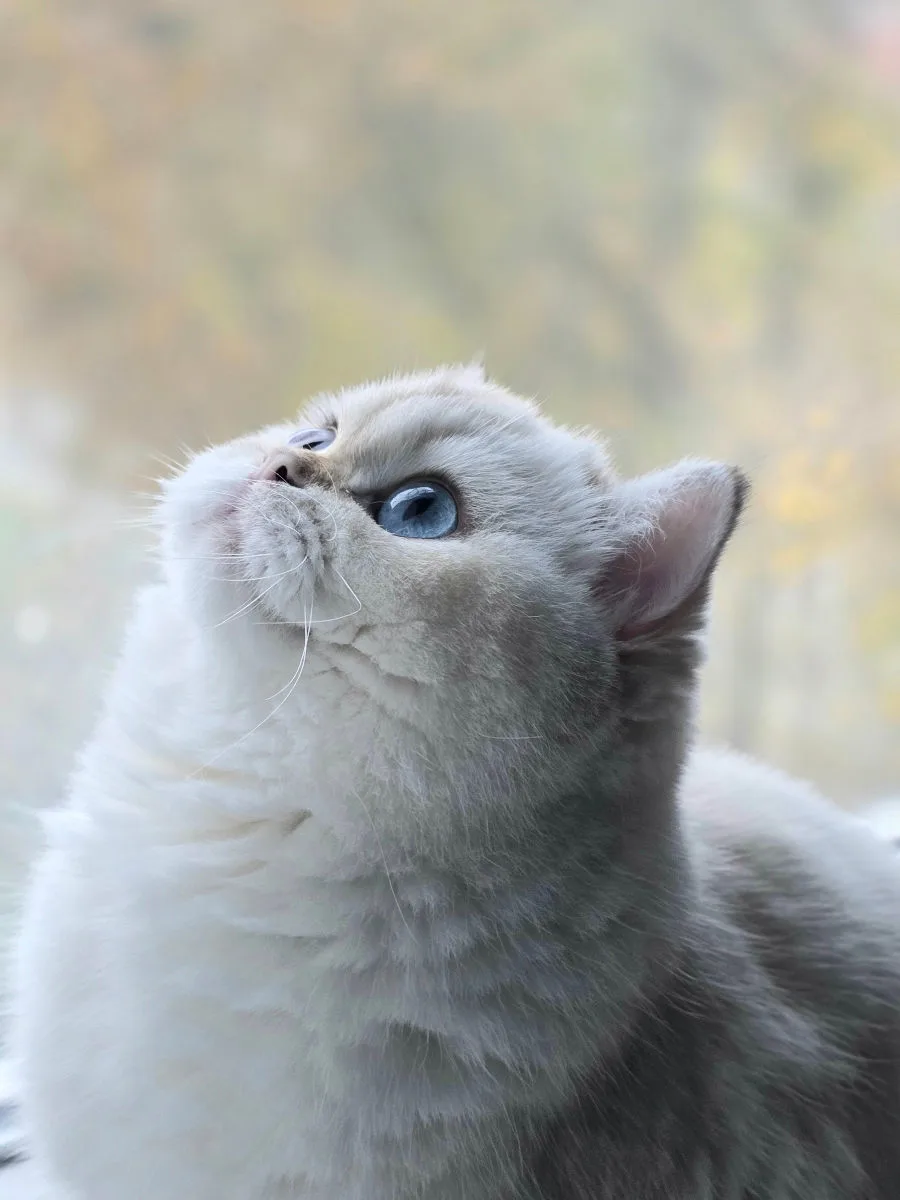 Британская короткошёрстная, серебристая шиншилла – Британская кошка, кошки Кишинёв – фото 4