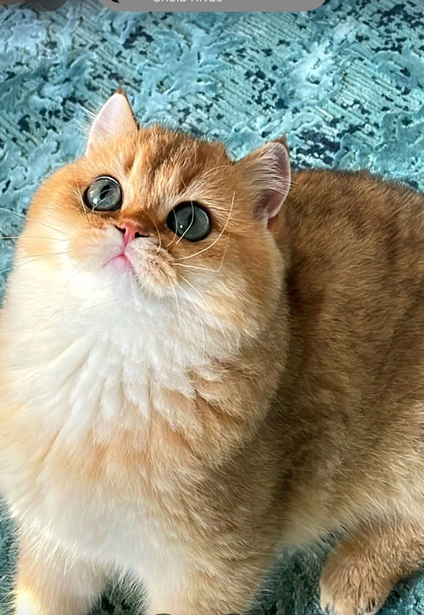 British Longhair, cincilla aurie (tânăr) – British Shorthair, pisici Chișinău – foto 2