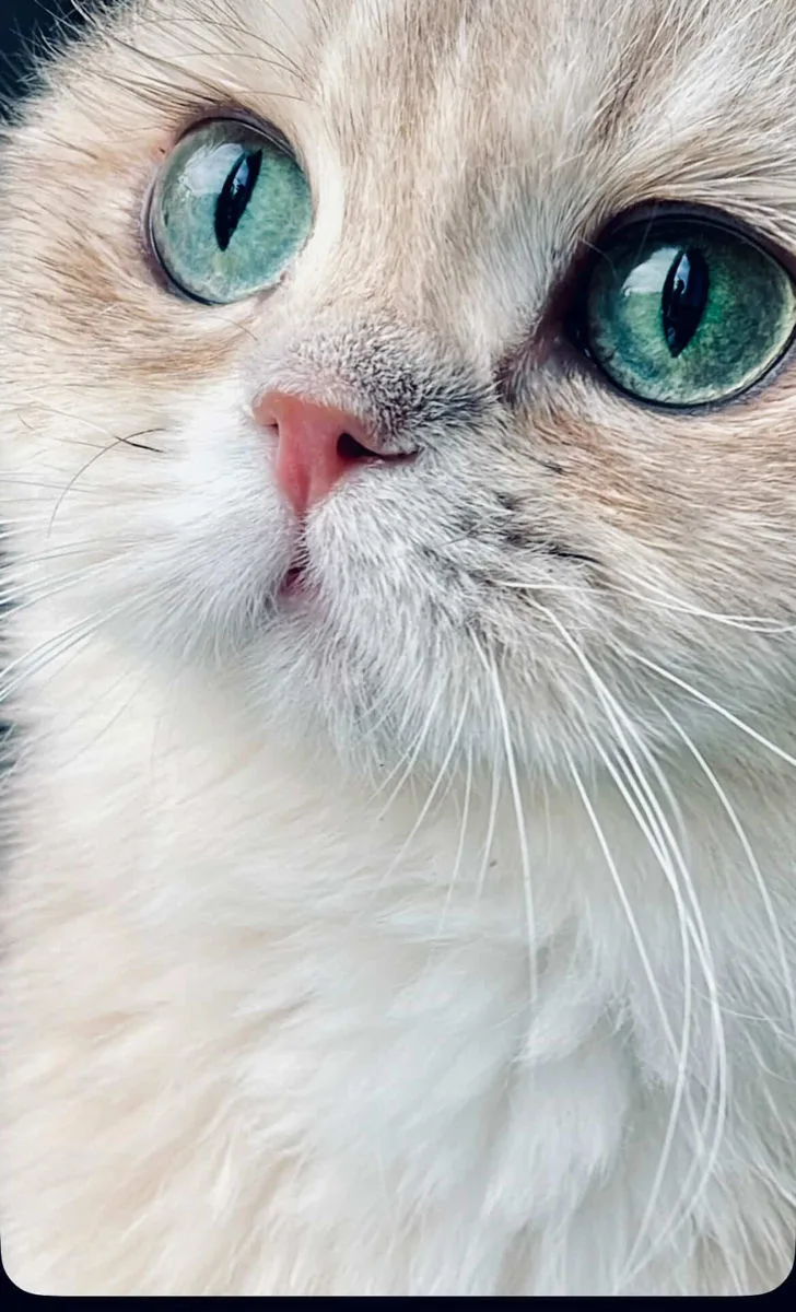 British Longhair, cincilla aurie (tânăr) – British Shorthair, pisici Chișinău – foto 3