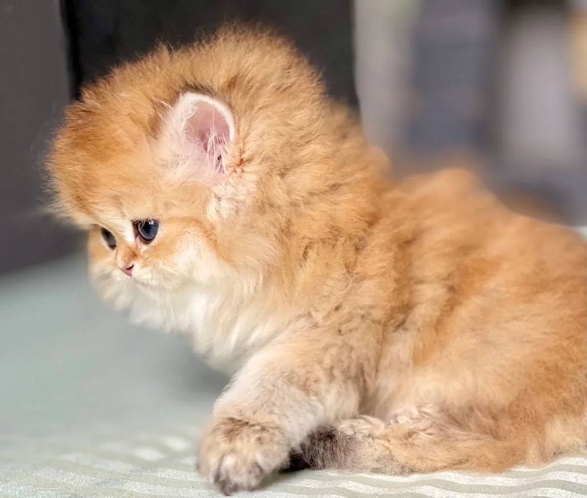 British Longhair, cincilla aurie (tânăr) – British Shorthair, pisici Chișinău – foto 4