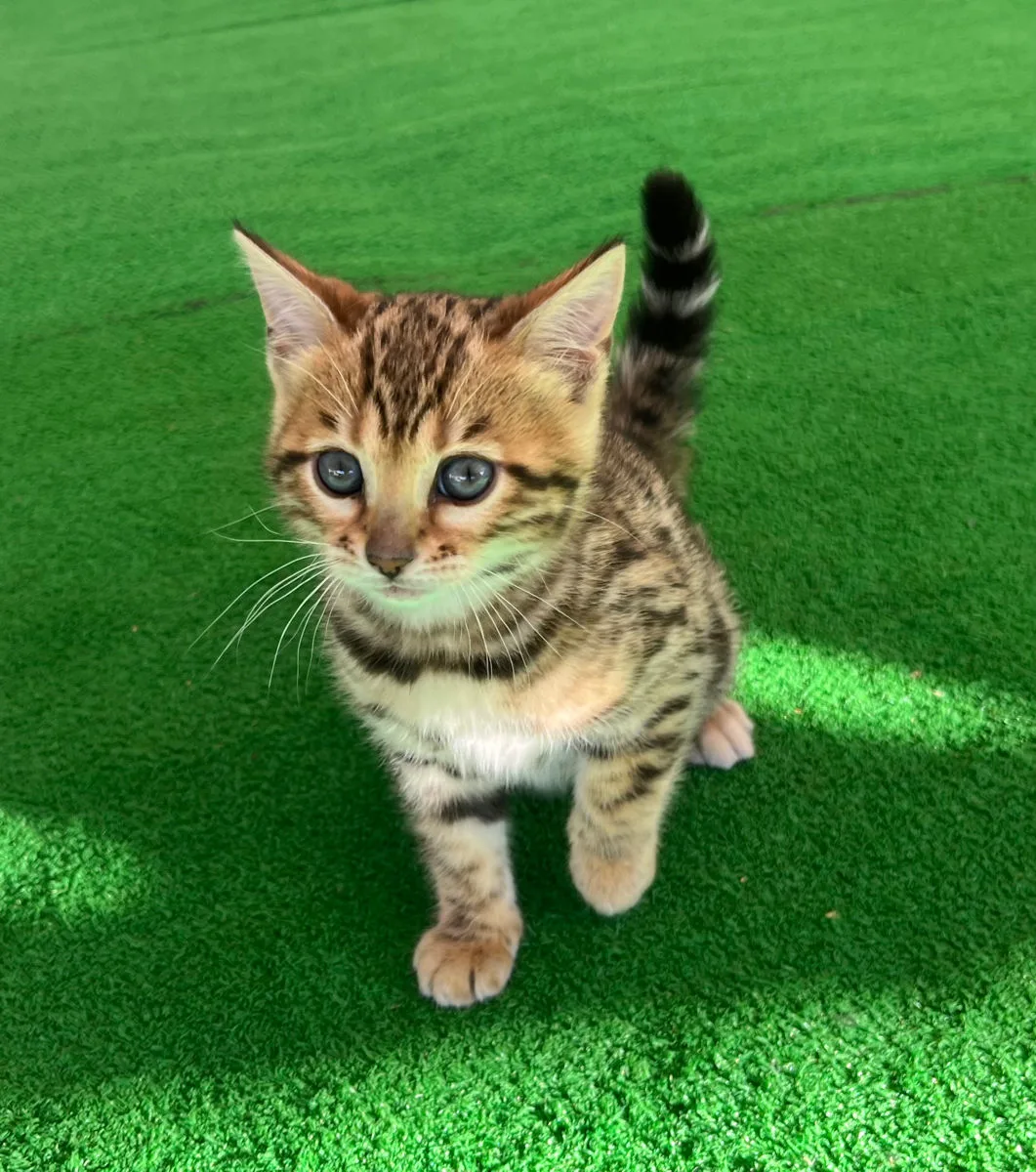Бенгальский котёнок, девочка – Бенгальская кошка