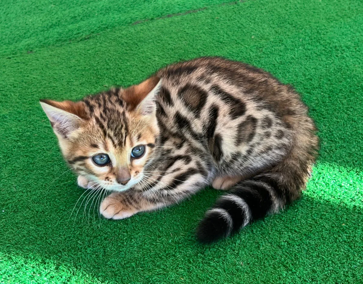 Бенгальский котёнок, девочка – Бенгальская кошка, кошки Анений Ной – фото 2