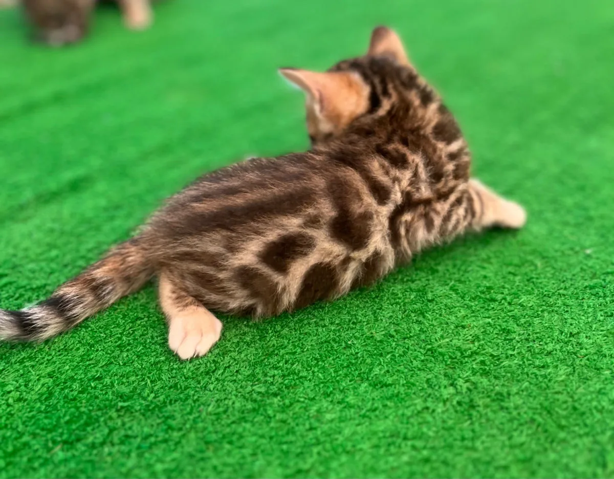 Бенгальский котёнок, девочка – Бенгальская кошка, кошки Анений Ной – фото 3
