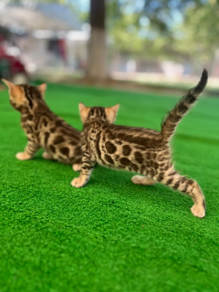 Бенгальский котёнок, девочка – Бенгальская кошка, кошки Анений Ной – фото 4