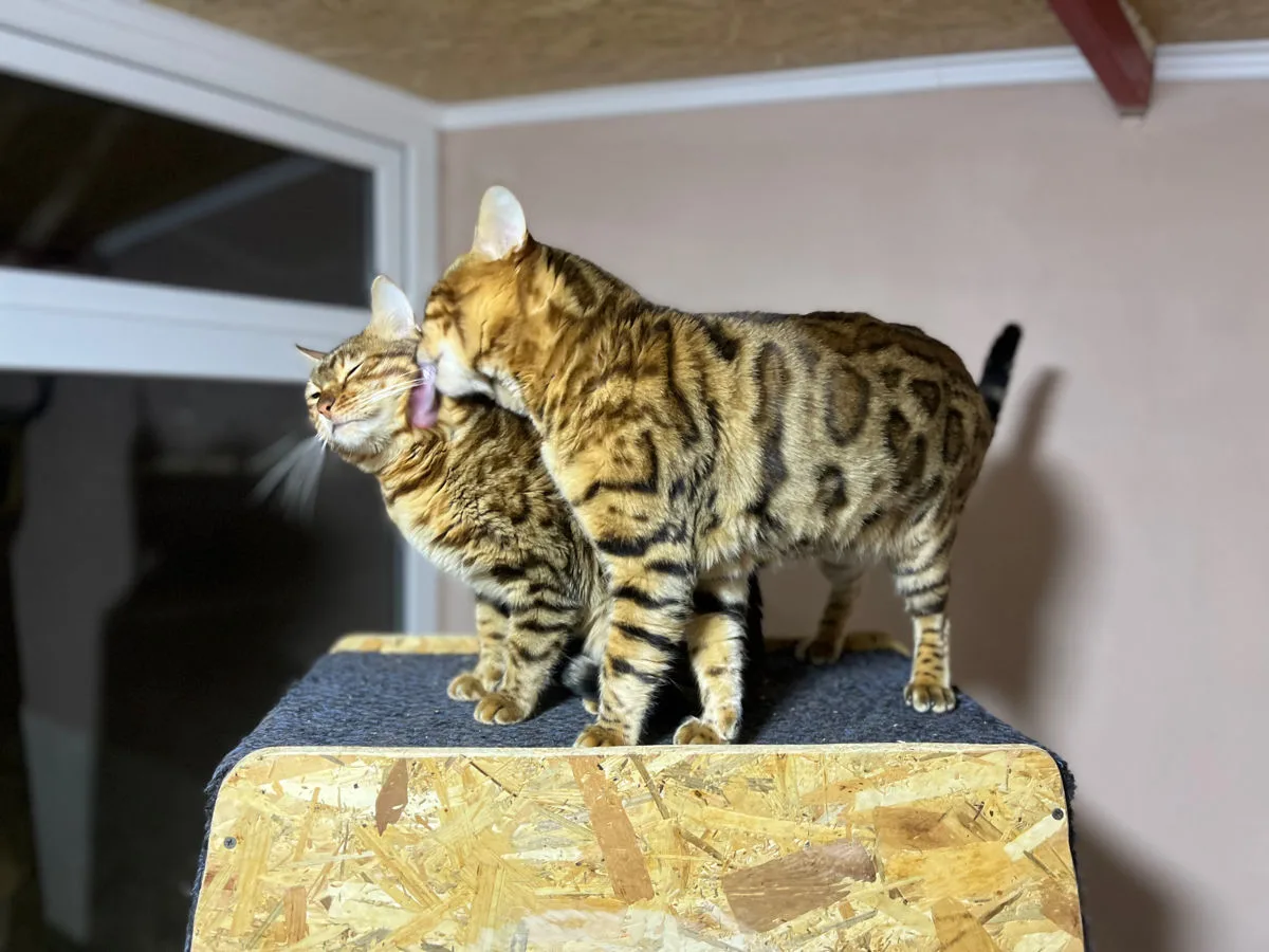 Князь