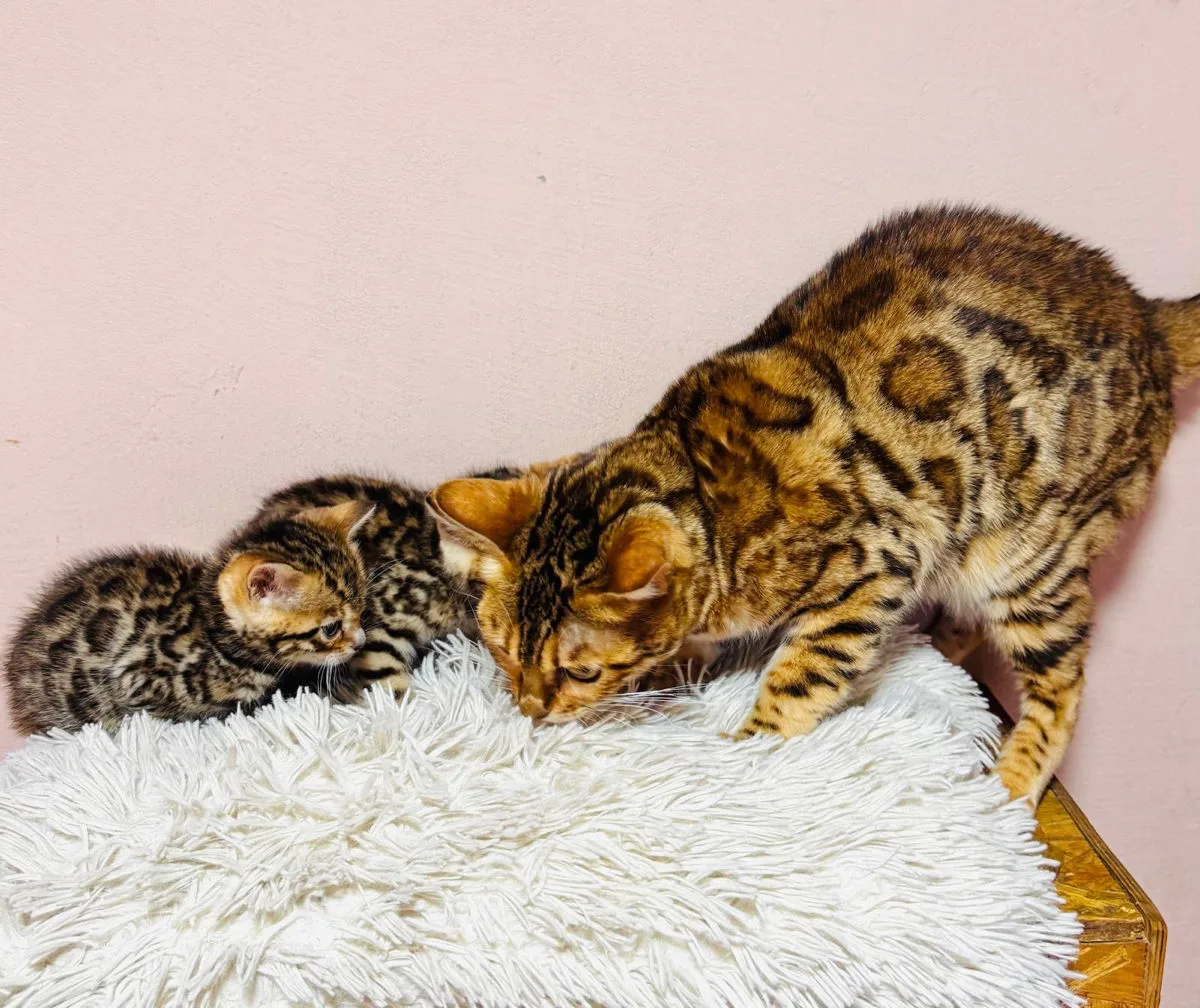 Бенгальский котёнок, вторая девочка – Бенгальская кошка