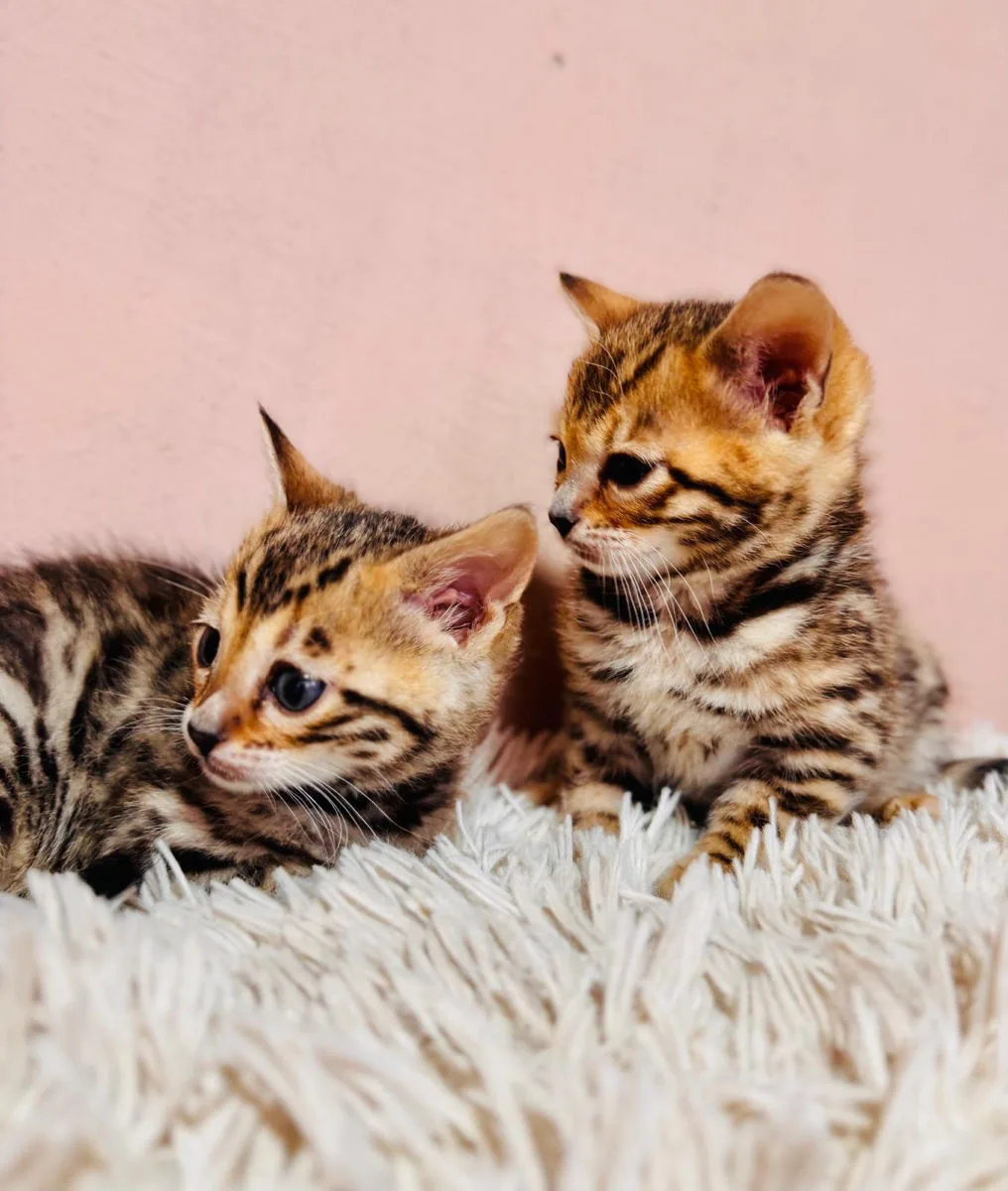 Бенгальский котёнок, вторая девочка – Бенгальская кошка, кошки Анений Ной – фото 2