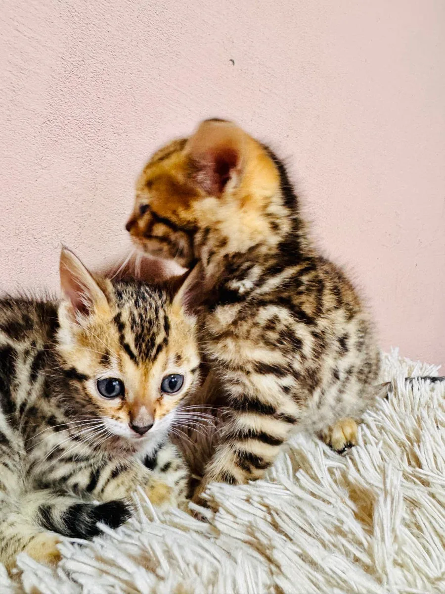 Бенгальский котёнок, вторая девочка – Бенгальская кошка, кошки Анений Ной – фото 3