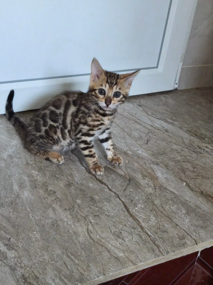 Бенгальский котёнок, леопардовый – Бенгальская кошка