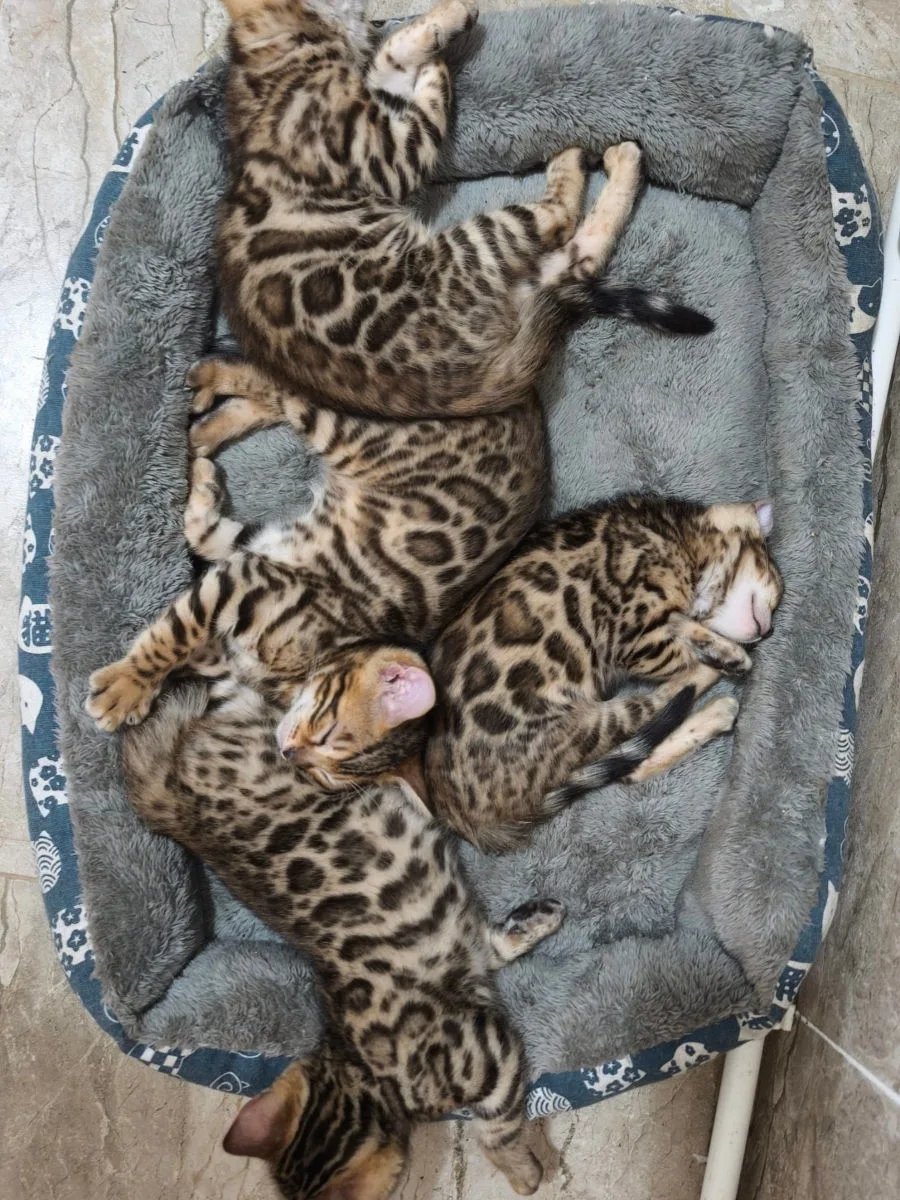Бенгальский котёнок, леопардовый – Бенгальская кошка, кошки Резина – фото 3