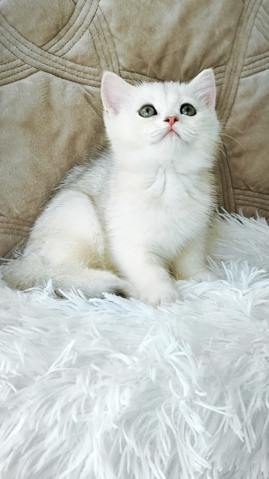 Neo from Silvery Queen – Британская кошка
