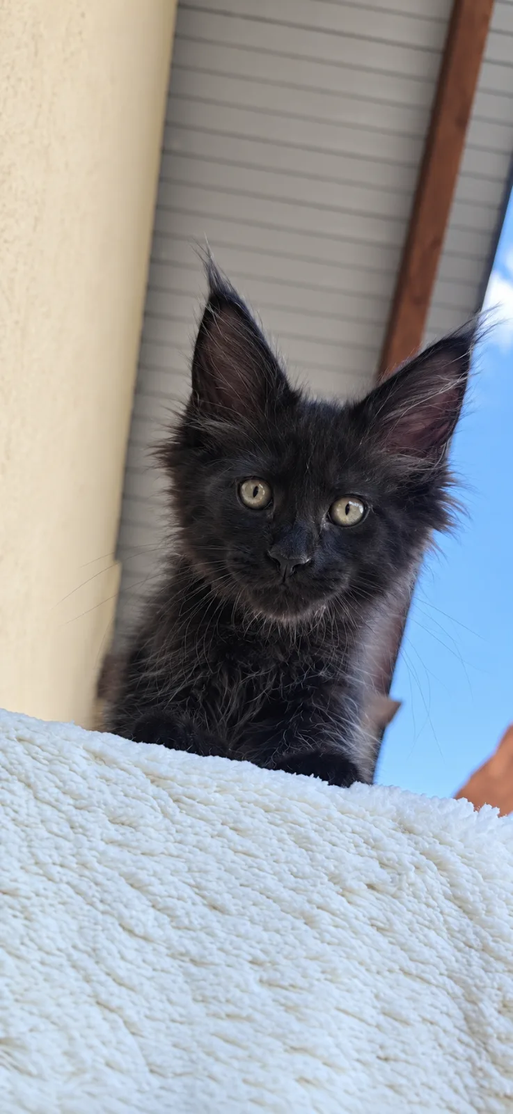 Milo – Мейн-кун, кошки Кишинёв – фото 2